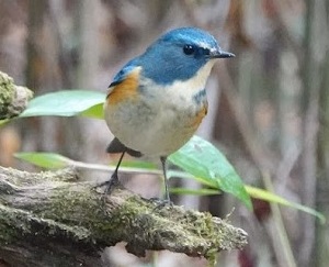 8. 野鳥観察を楽しみましょう　☆満員御礼☆